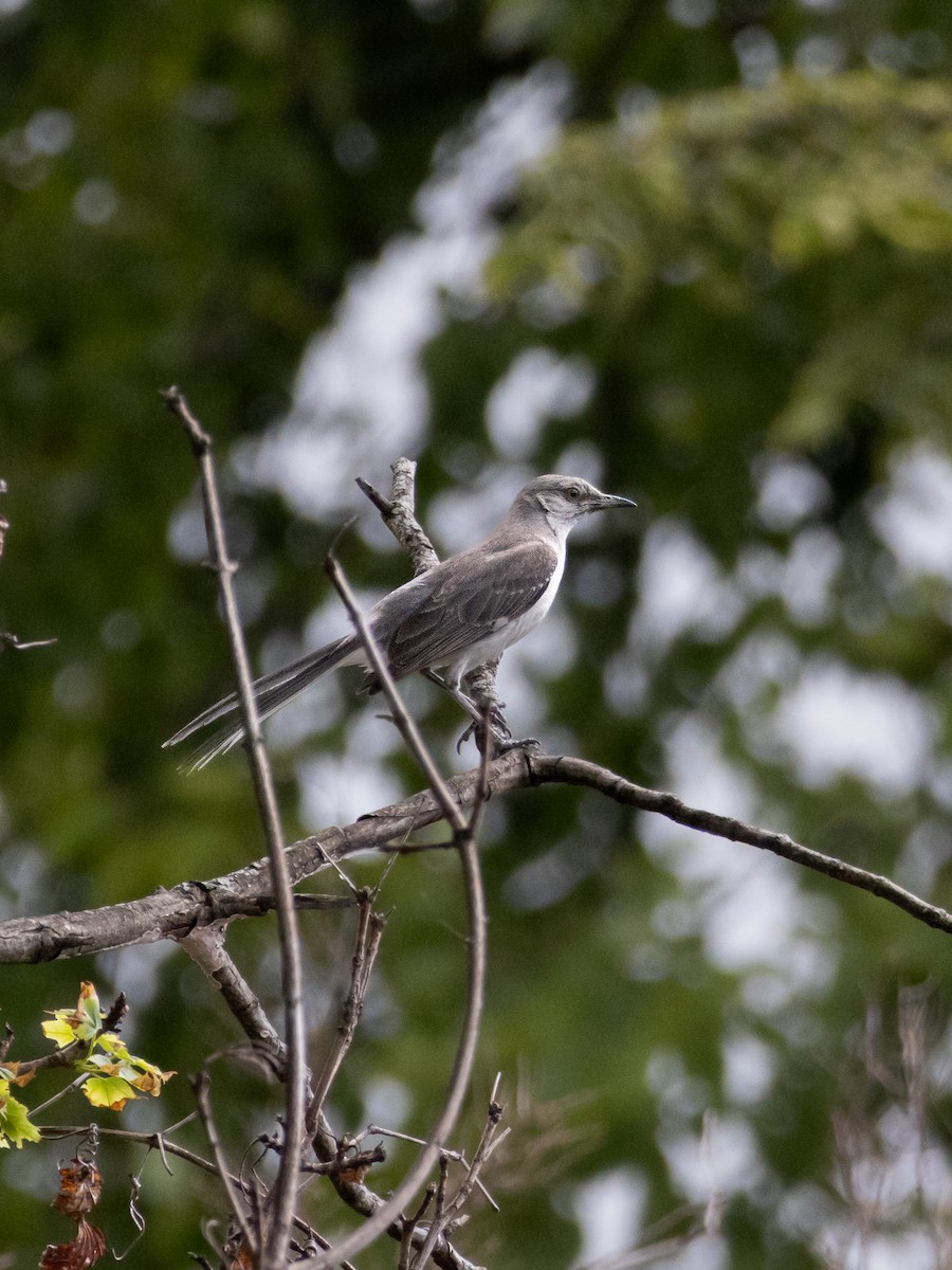 Northern Mockingbird - ML621331269