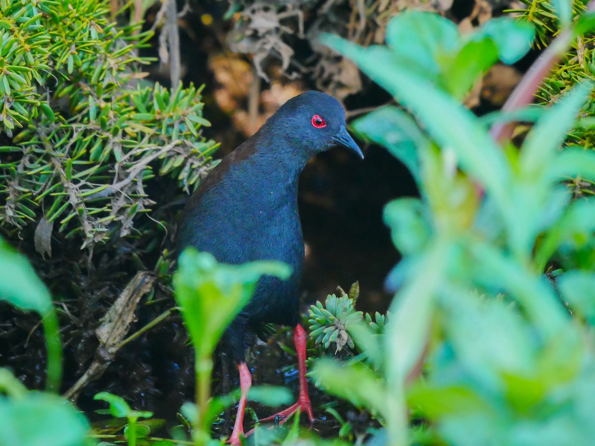 ML621331286 - Spotless Crake - Macaulay Library