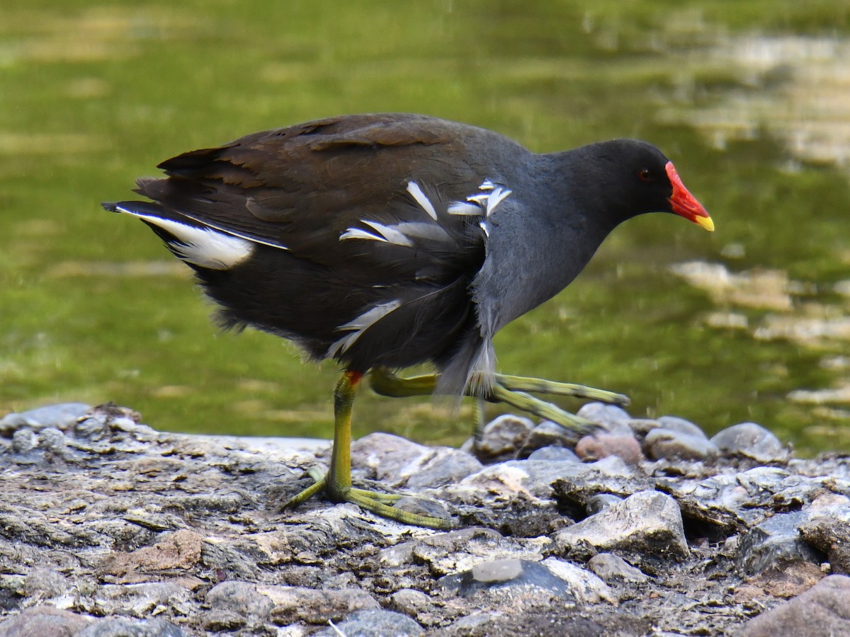 Eurasian Moorhen - ML621331301