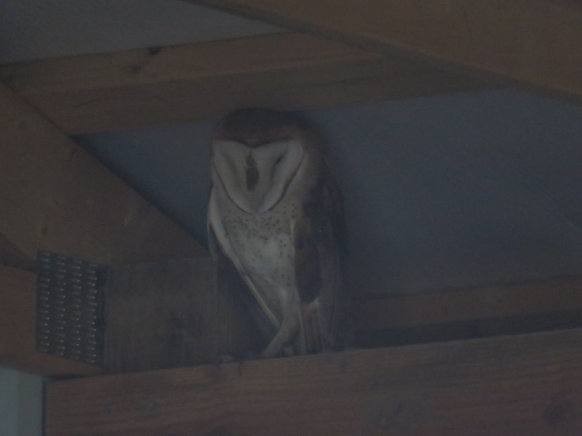 Barn Owl - ML621331324