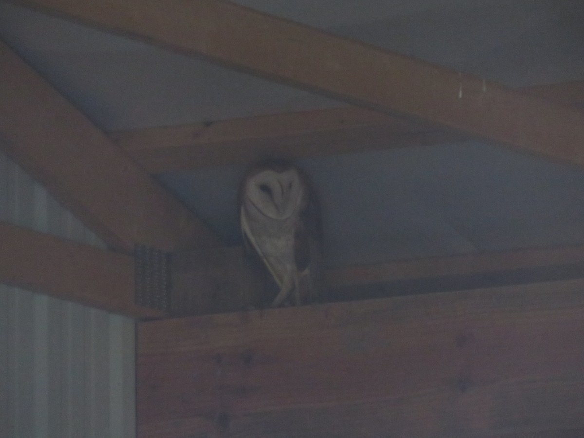 Barn Owl - ML621331325