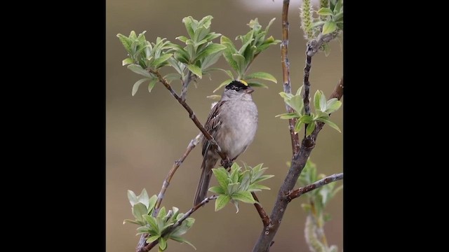 Golden-crowned Sparrow - ML621331382