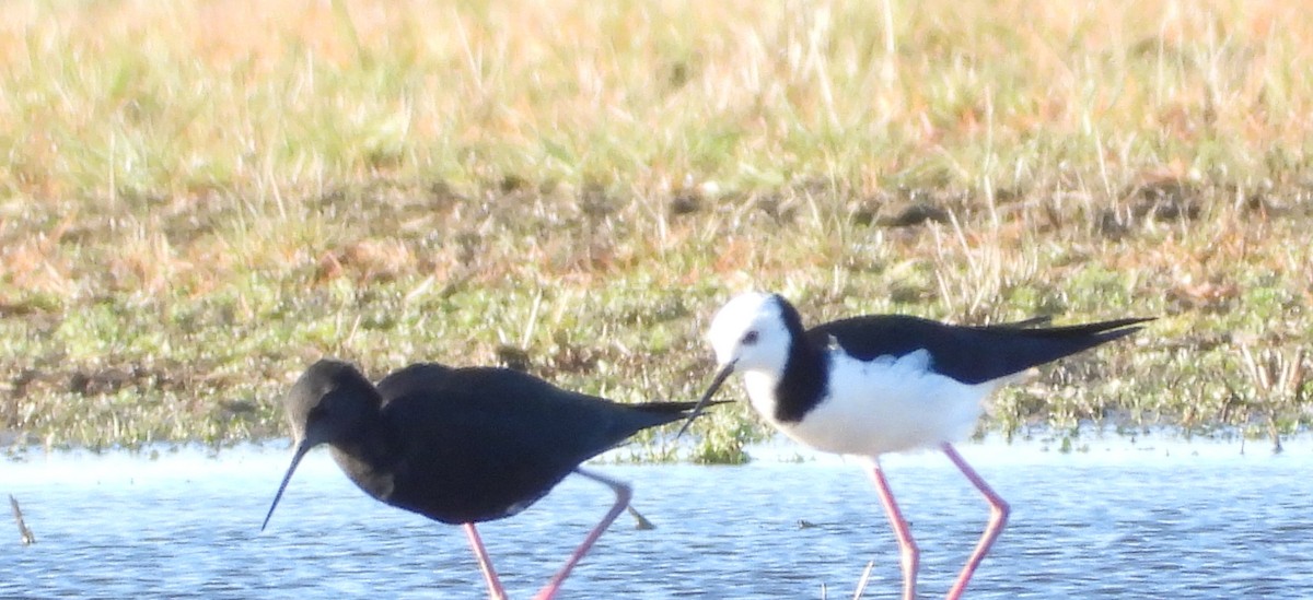 Black Stilt - ML621331386