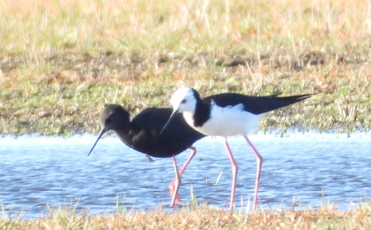 Black Stilt - ML621331387