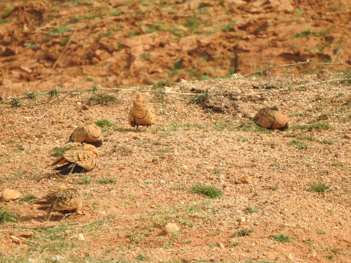 Chestnut-bellied Sandgrouse - ML621331455