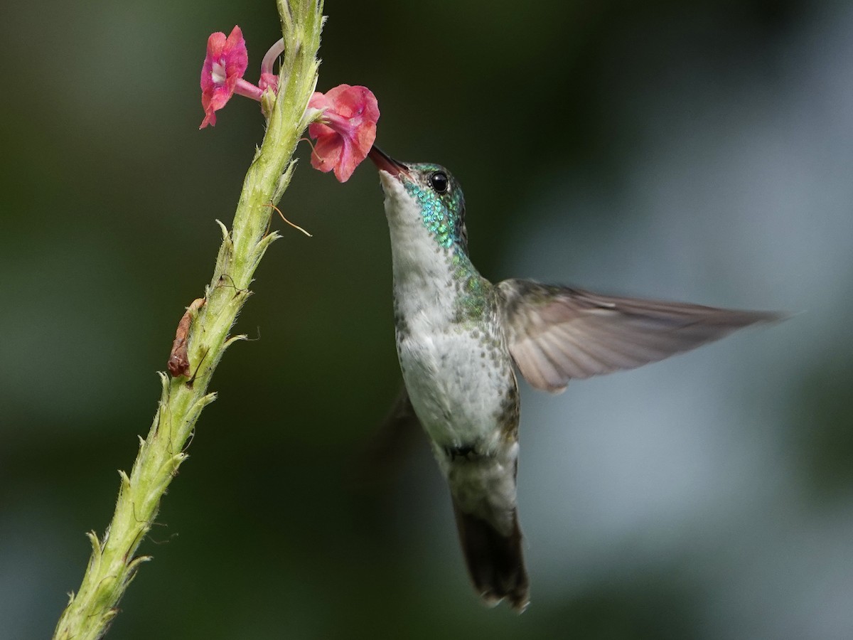 Versicolored Emerald - Wilmer Ramirez