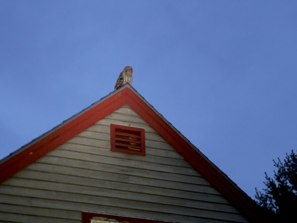 Barred Owl - ML621331488