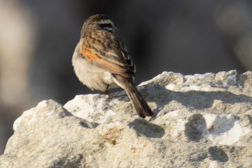 Cape Bunting - ML621331504