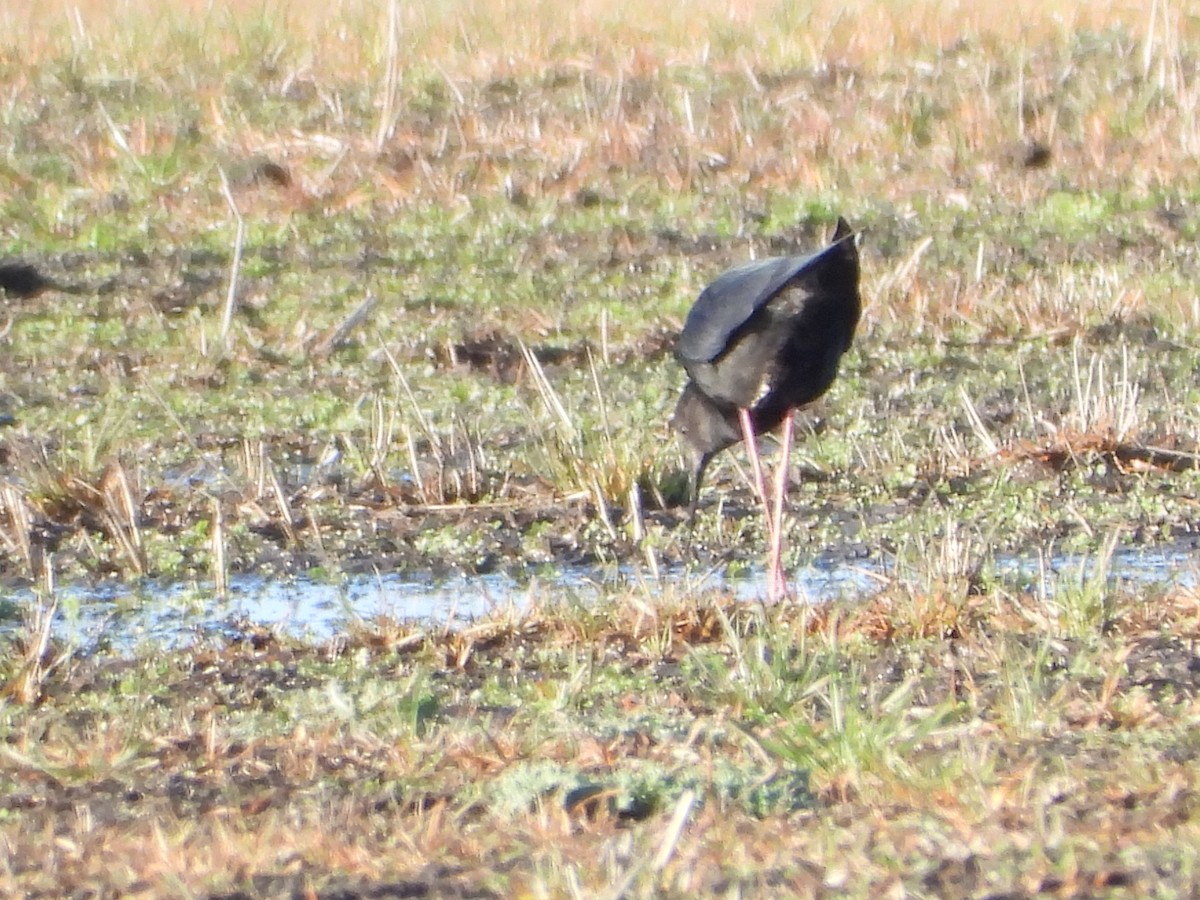 Black Stilt - ML621331605