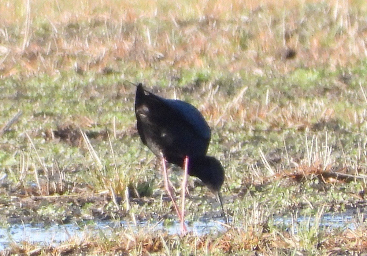 Black Stilt - ML621331606