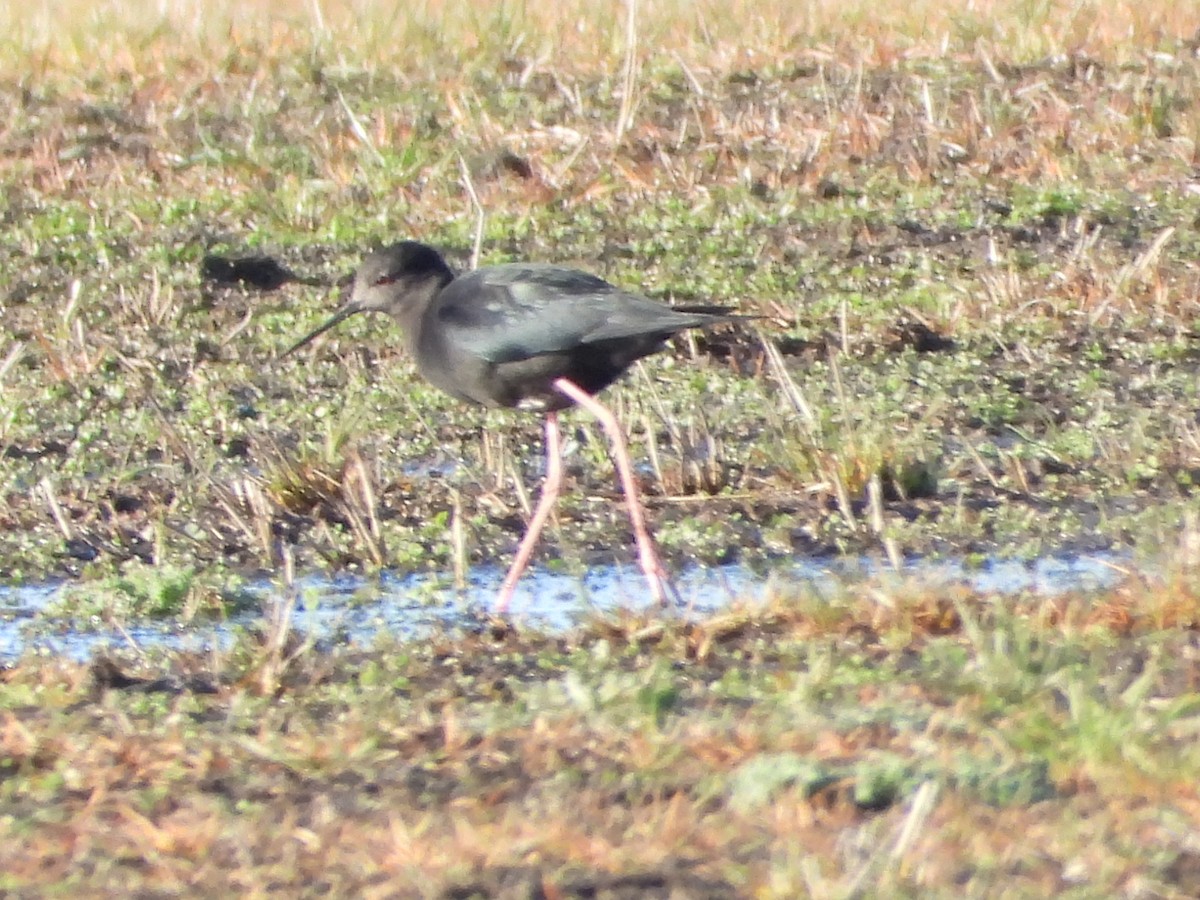 Black Stilt - ML621331607