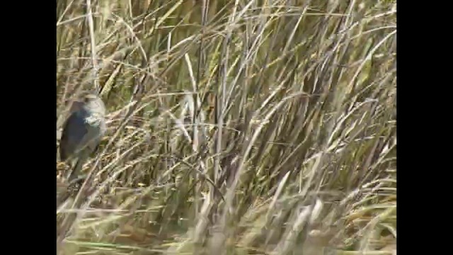 Marsh Wren - ML621331616