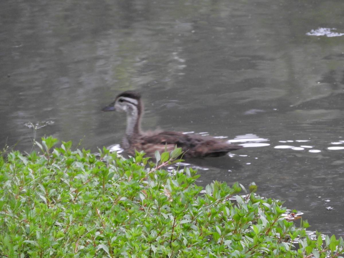 Wood Duck - ML621331658