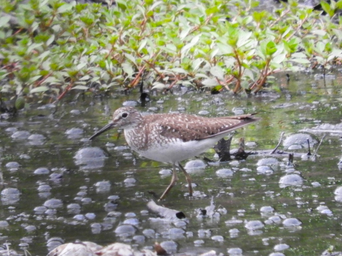 Solitary Sandpiper - Laura Markley