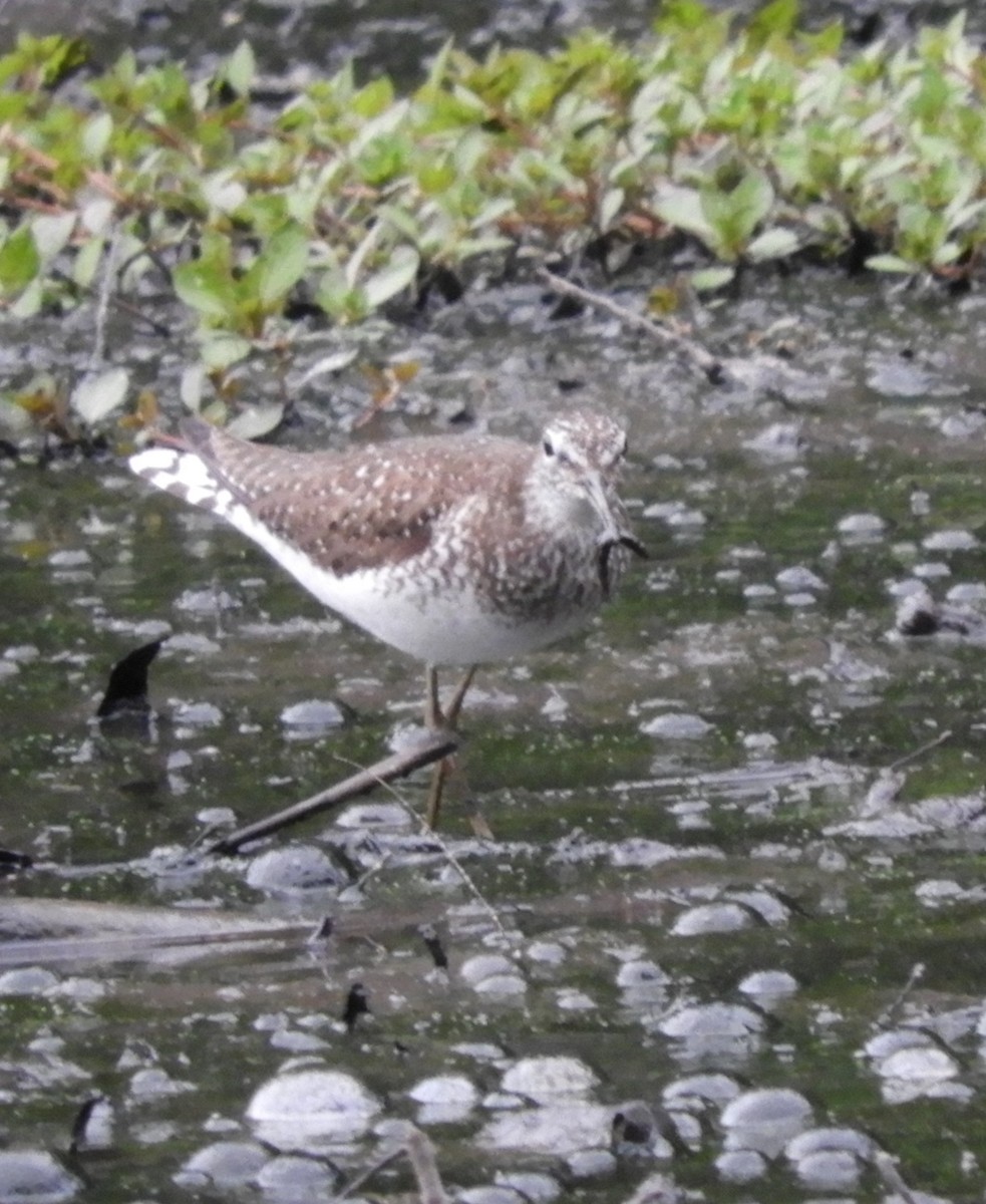 Solitary Sandpiper - ML621331696