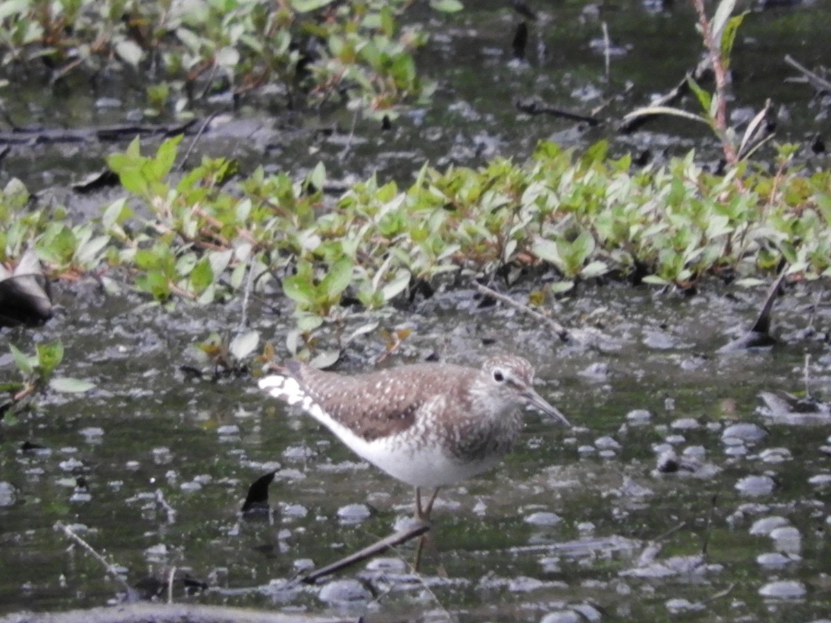 Solitary Sandpiper - ML621331699