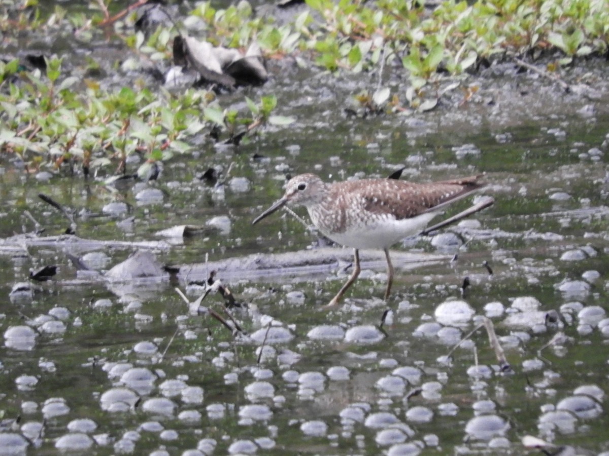 Solitary Sandpiper - ML621331705