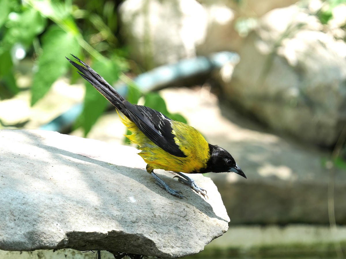 Audubon's Oriole - ML621331774