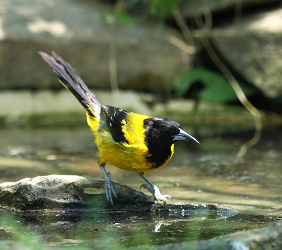 Audubon's Oriole - ML621331776