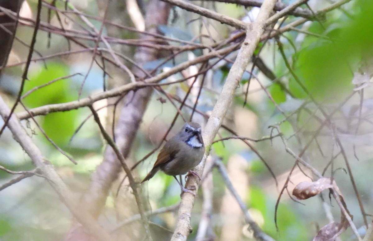 White-gorgeted Flycatcher - Diane Bricmont