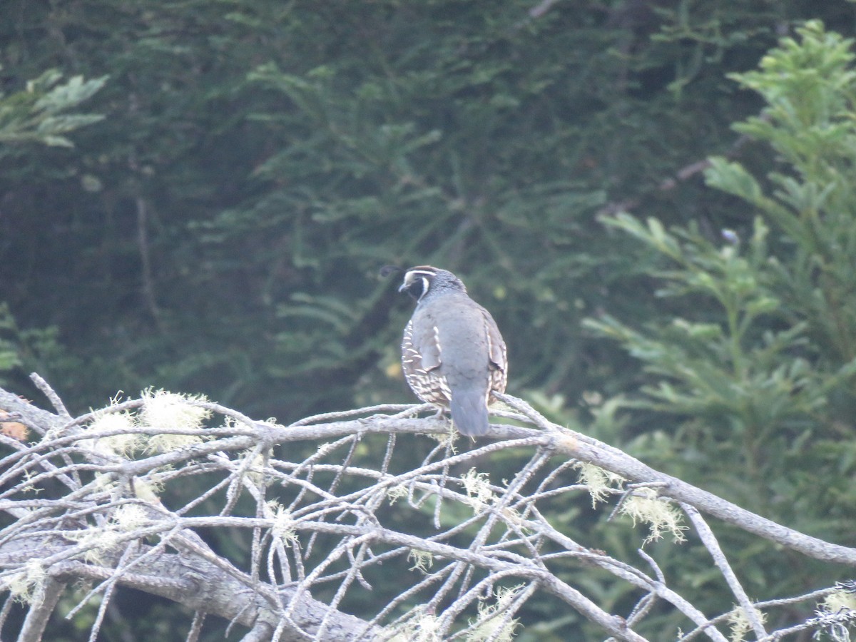California Quail - ML621331809