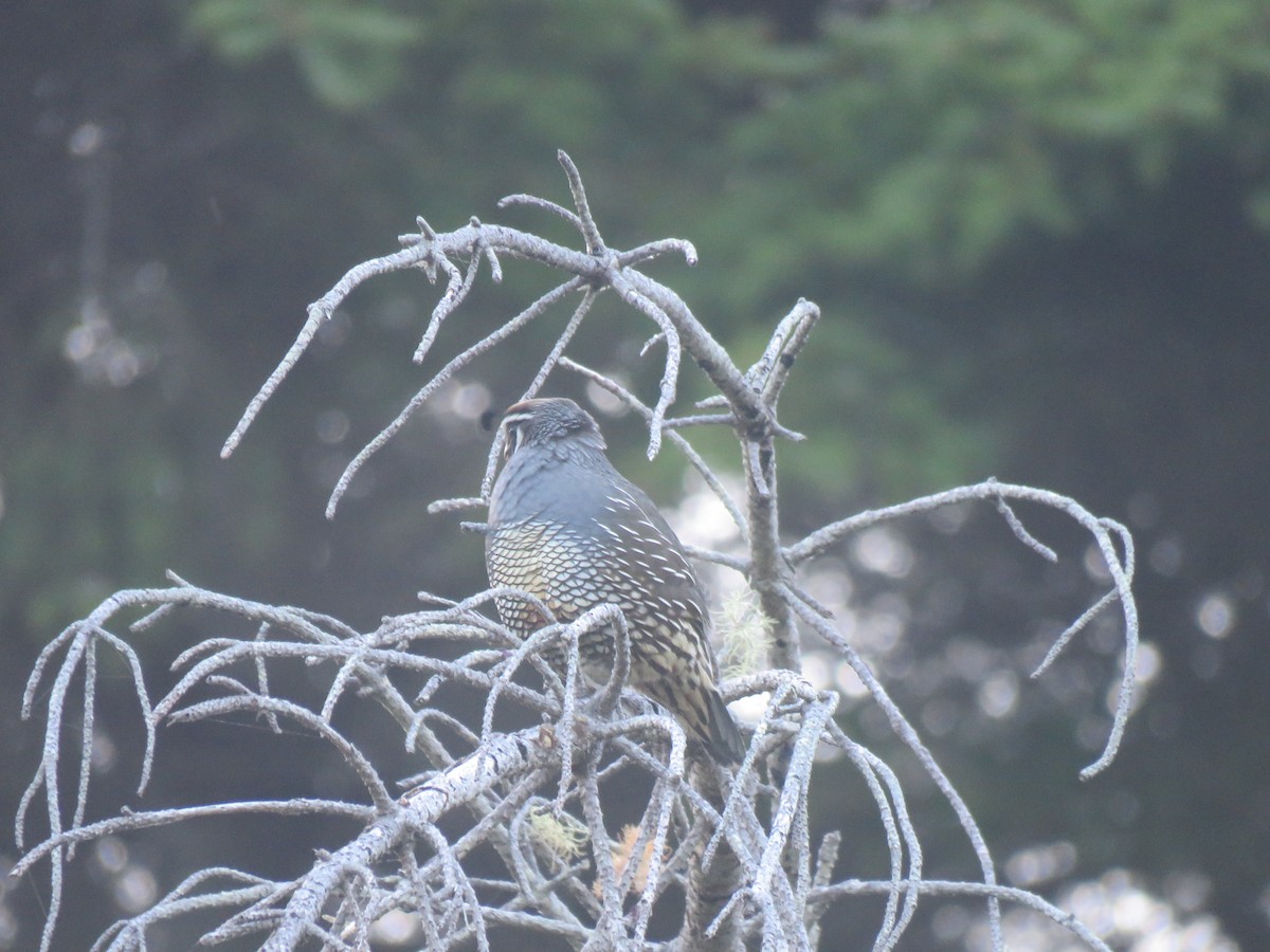 California Quail - ML621331813
