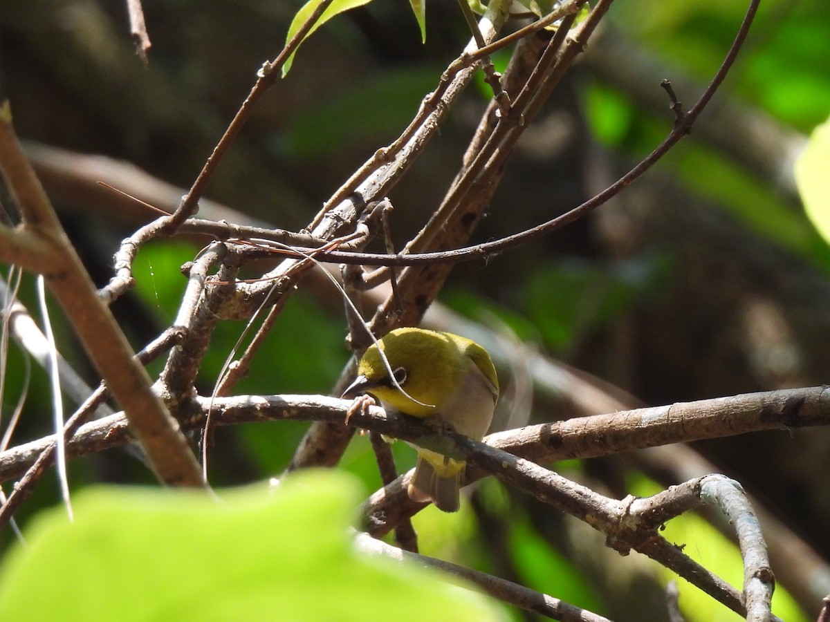 Swinhoe's/Indian White-eye - ML621331816