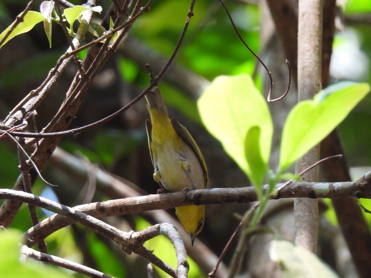 Swinhoe's/Indian White-eye - ML621331830