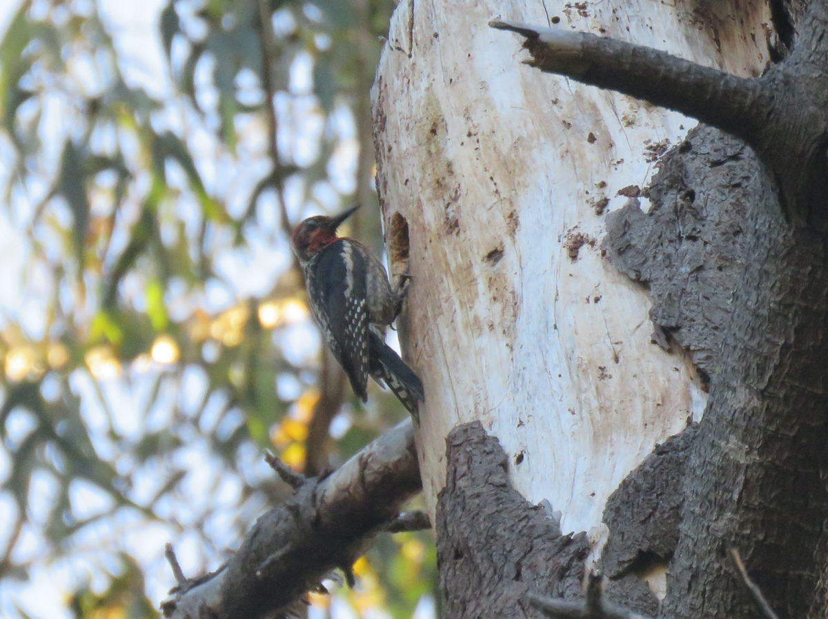Red-breasted Sapsucker - ML621331837
