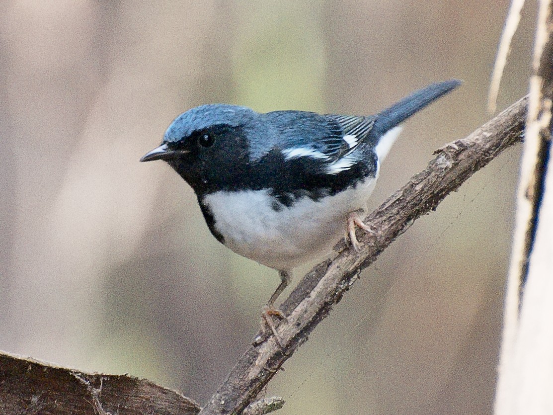 Blaurücken-Waldsänger - ML621331863