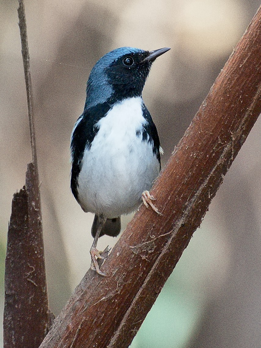 Blaurücken-Waldsänger - ML621331884