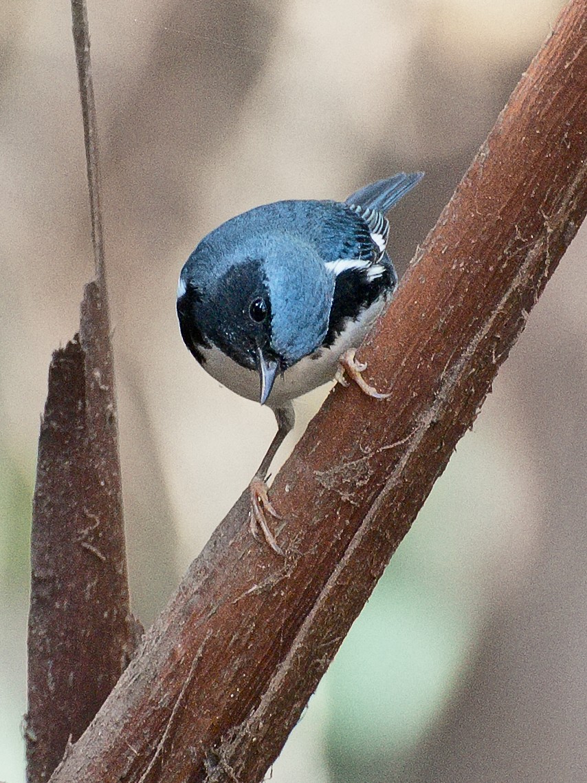 Black-throated Blue Warbler - ML621331885