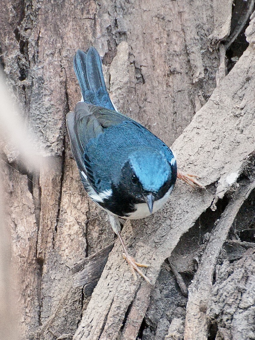 Black-throated Blue Warbler - ML621331899