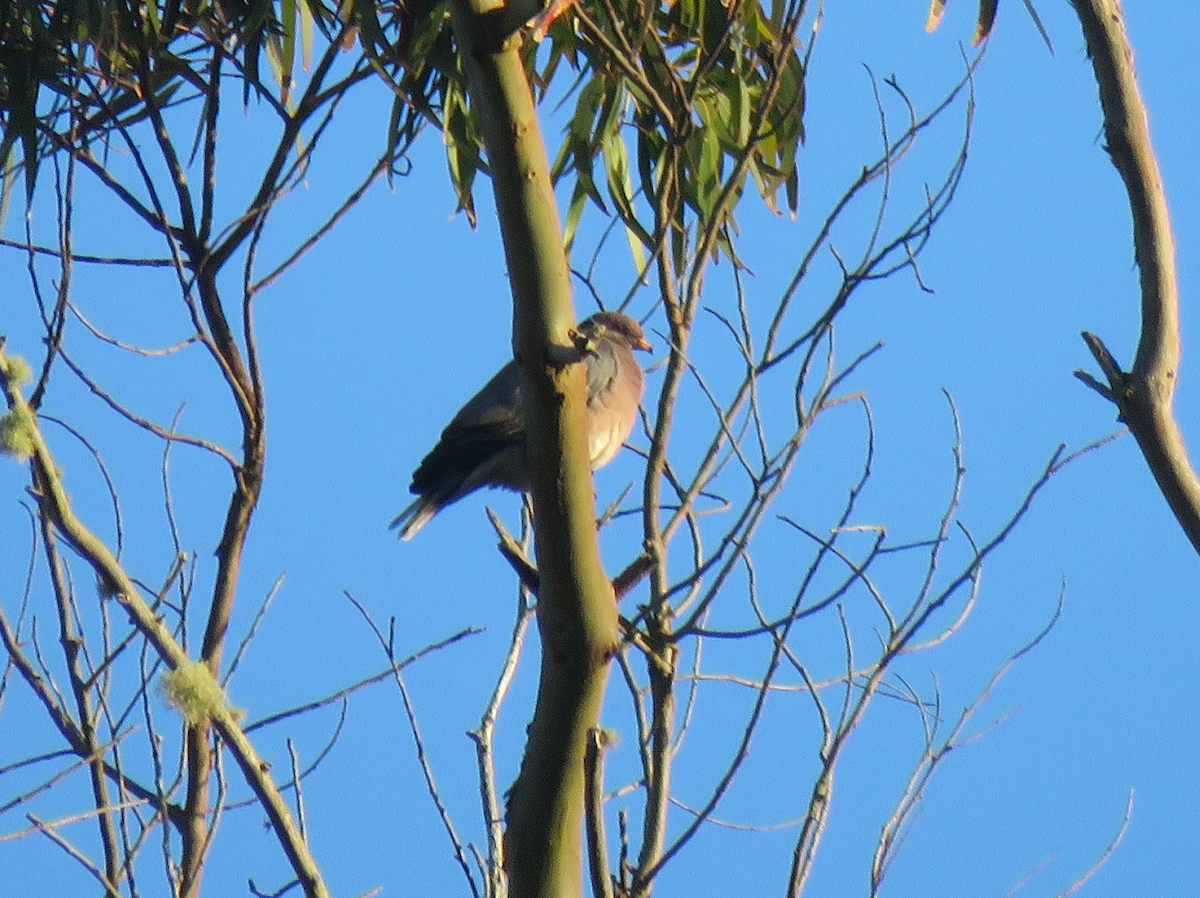 Band-tailed Pigeon - ML621331906