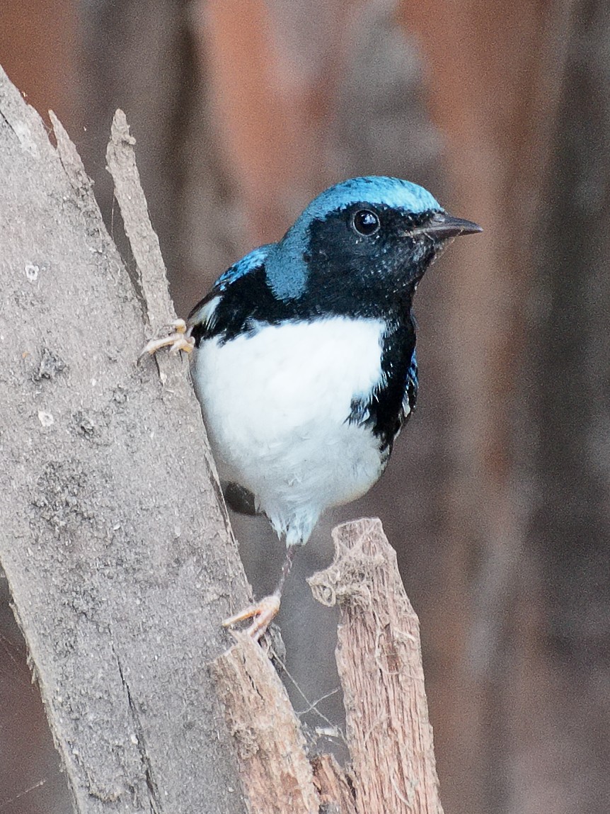 Black-throated Blue Warbler - ML621331907