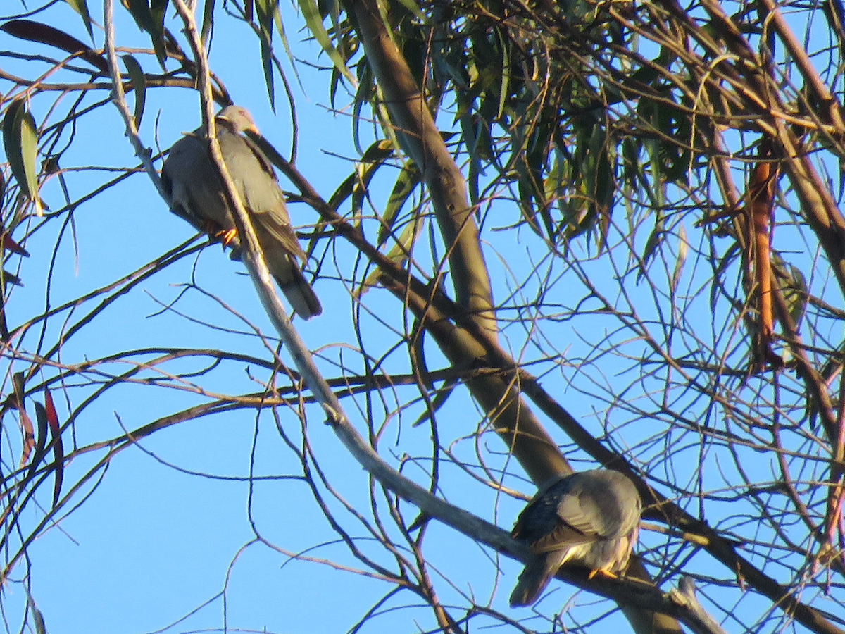 Band-tailed Pigeon - ML621331908
