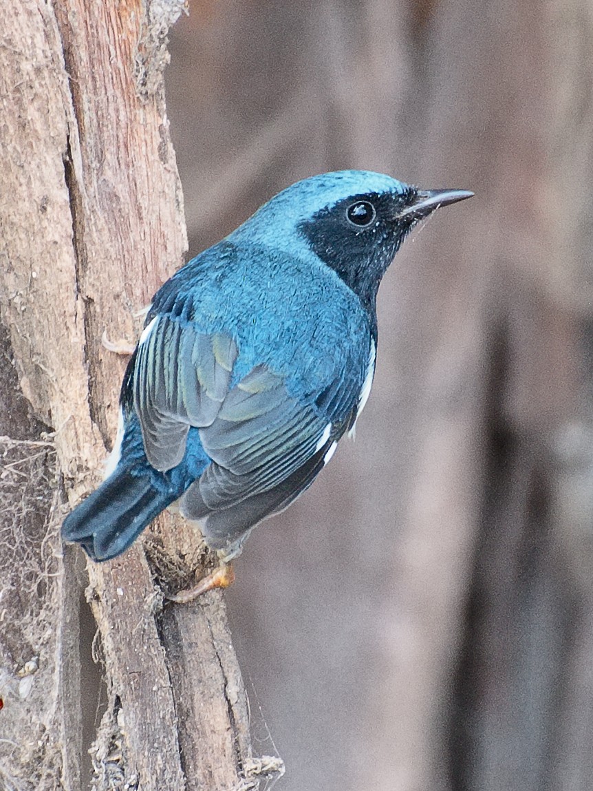 Black-throated Blue Warbler - ML621332007