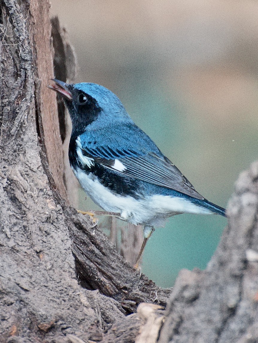 Black-throated Blue Warbler - ML621332013