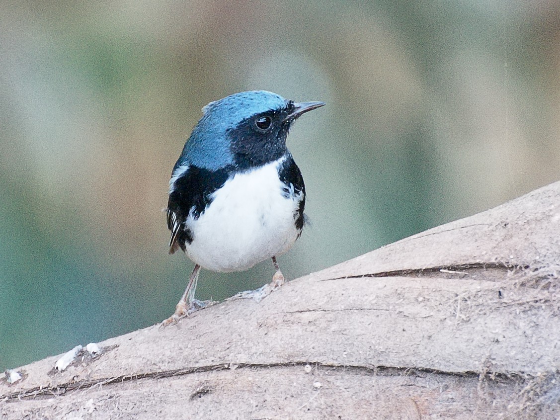 Black-throated Blue Warbler - ML621332020