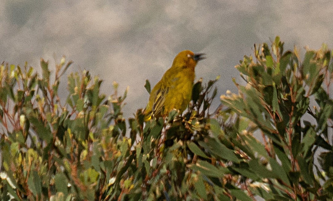 Cape Weaver - ML621332054