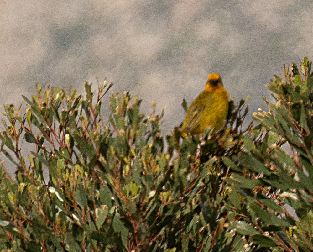 Cape Weaver - ML621332055