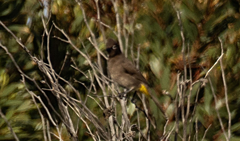 Cape Bulbul - ML621332061