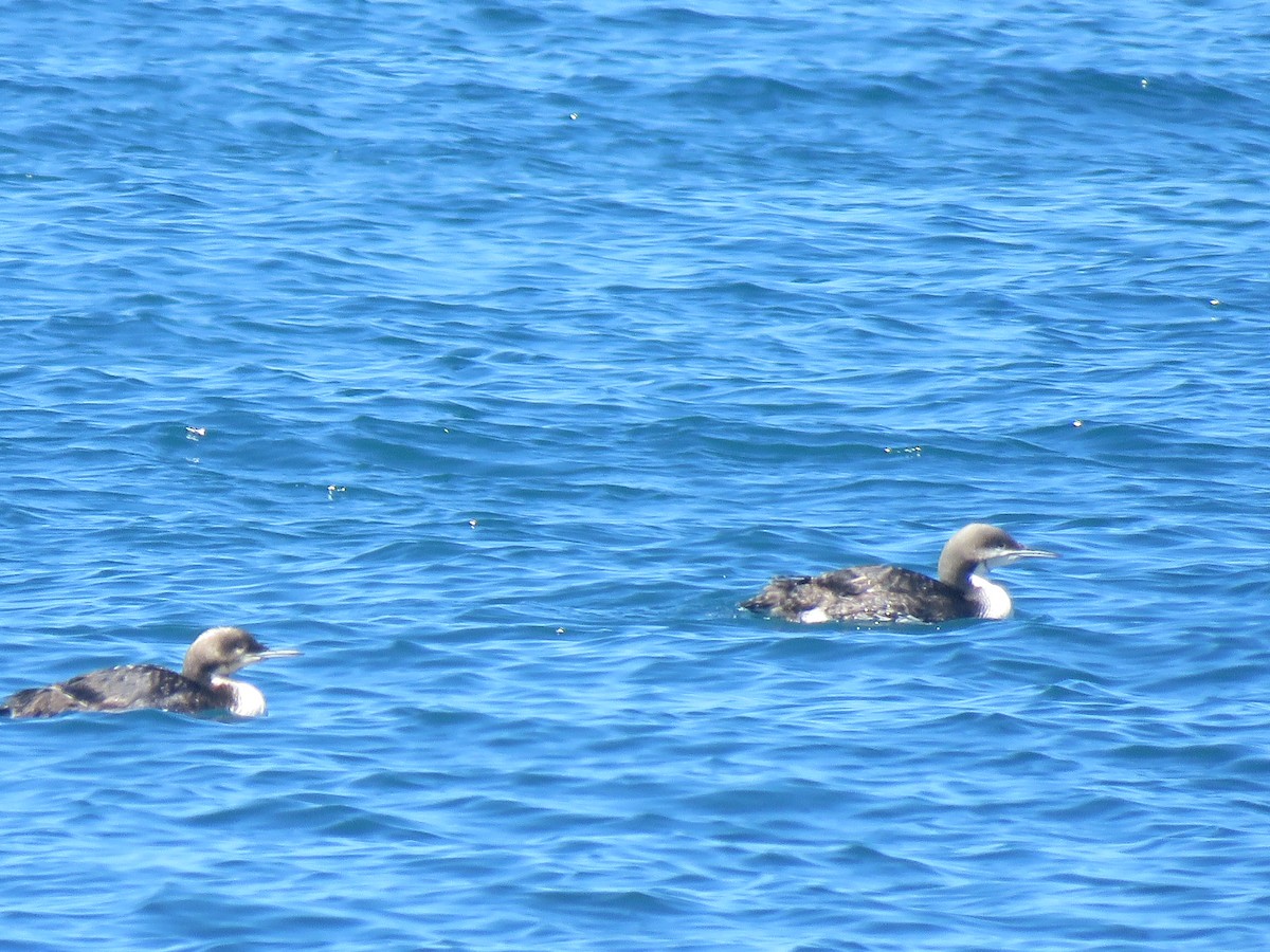 Pacific Loon - ML621332093