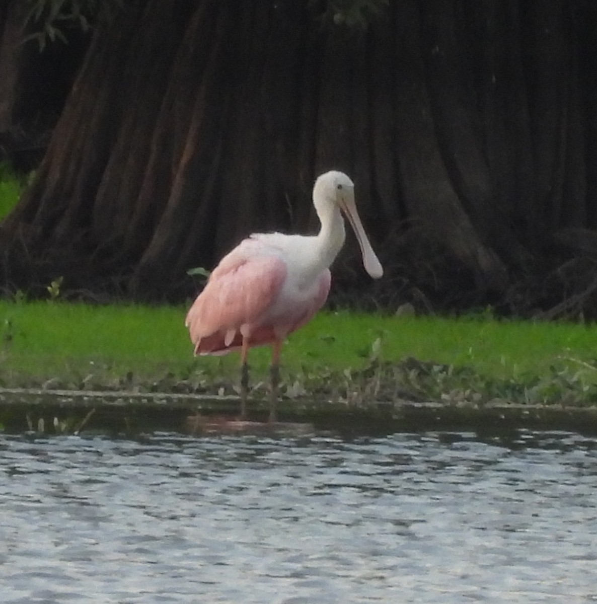 Roseate Spoonbill - ML621332109