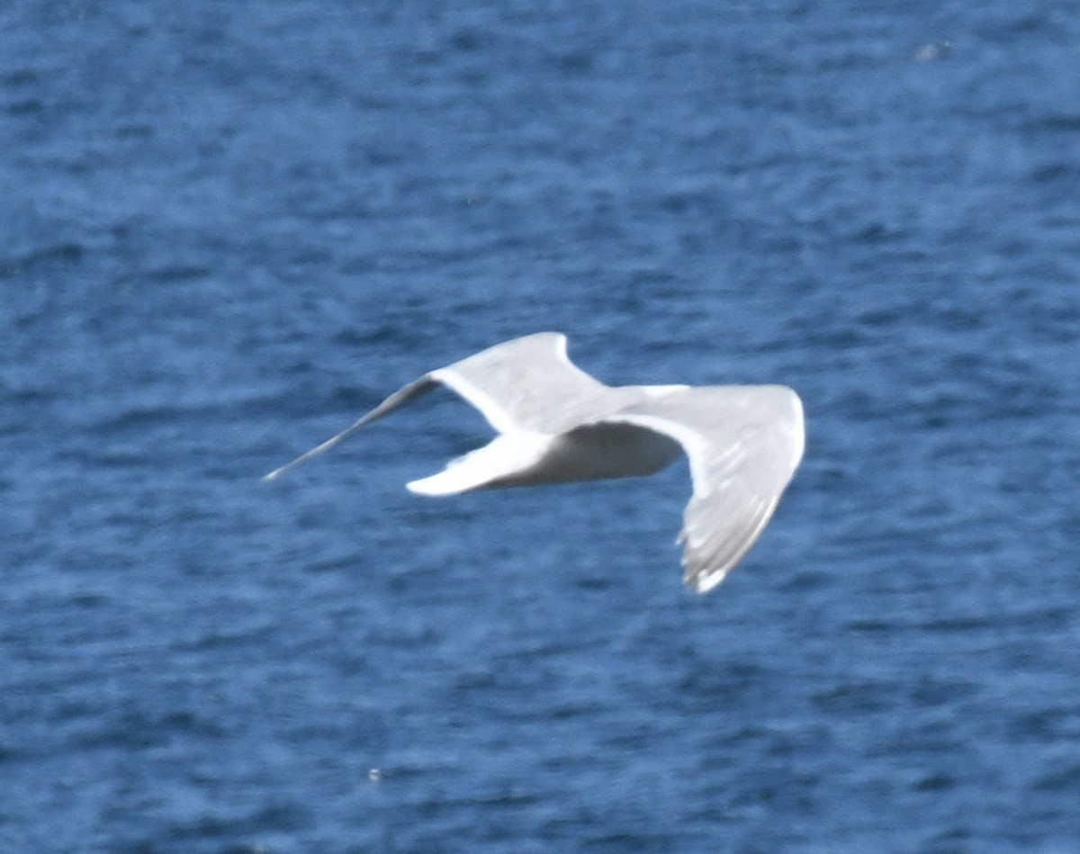 Western x Glaucous-winged Gull (hybrid) - ML621332122