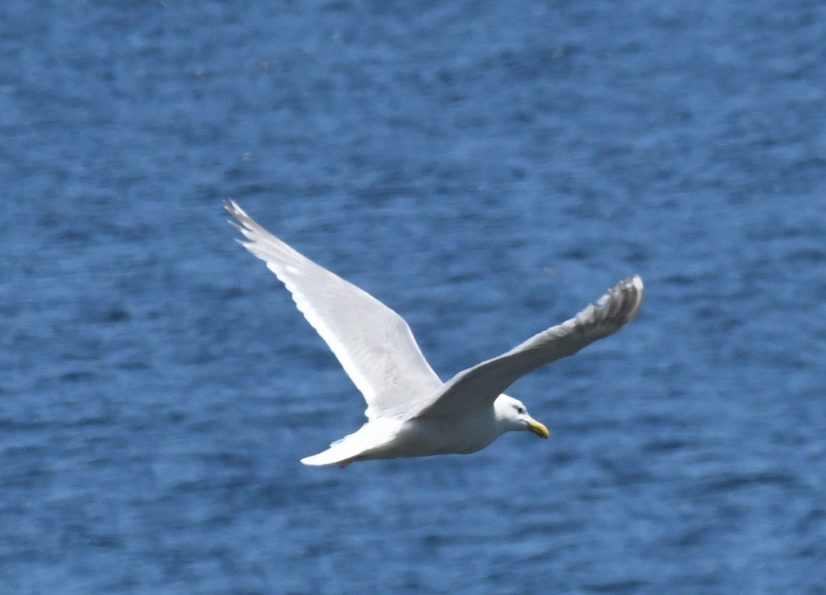 Western x Glaucous-winged Gull (hybrid) - ML621332123