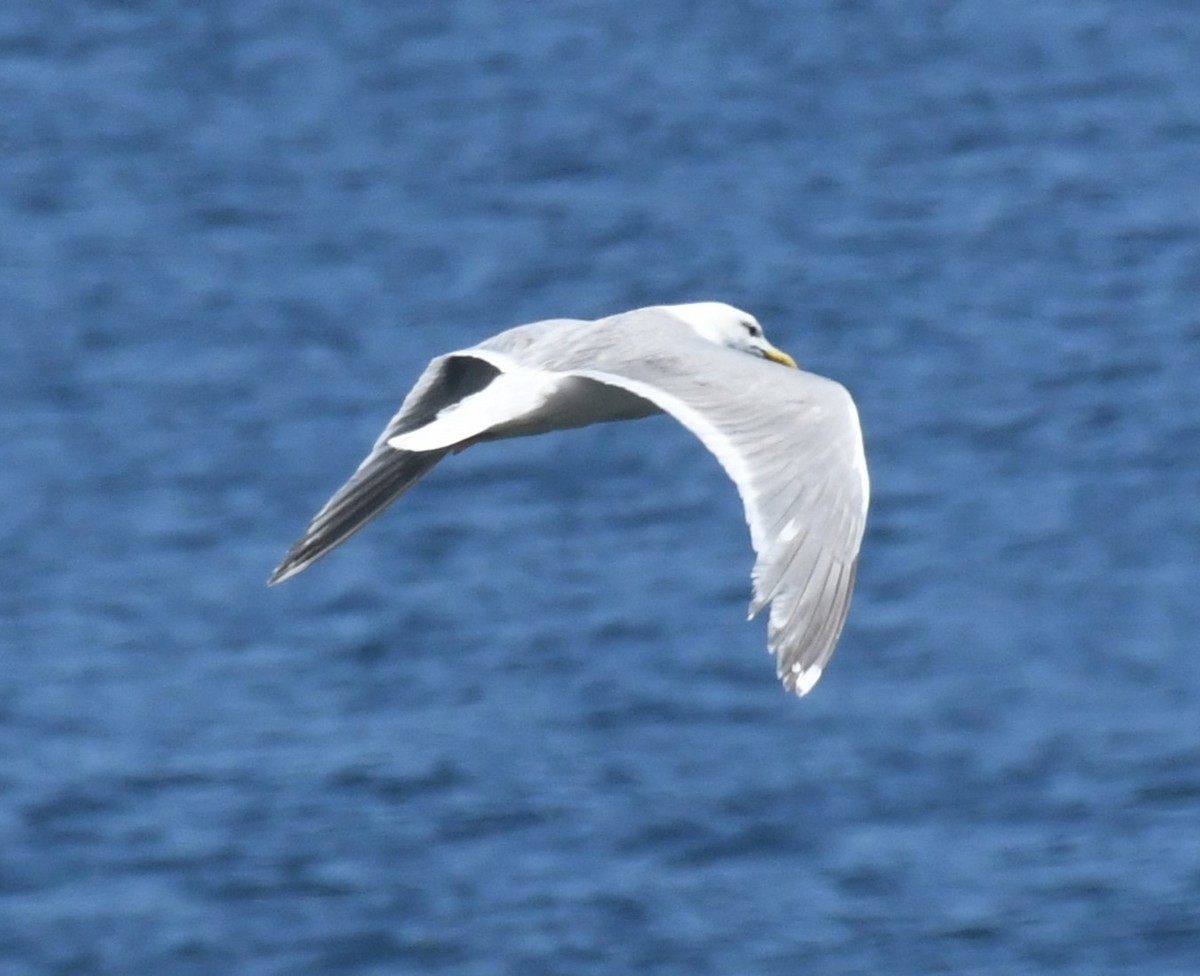 Western x Glaucous-winged Gull (hybrid) - ML621332124