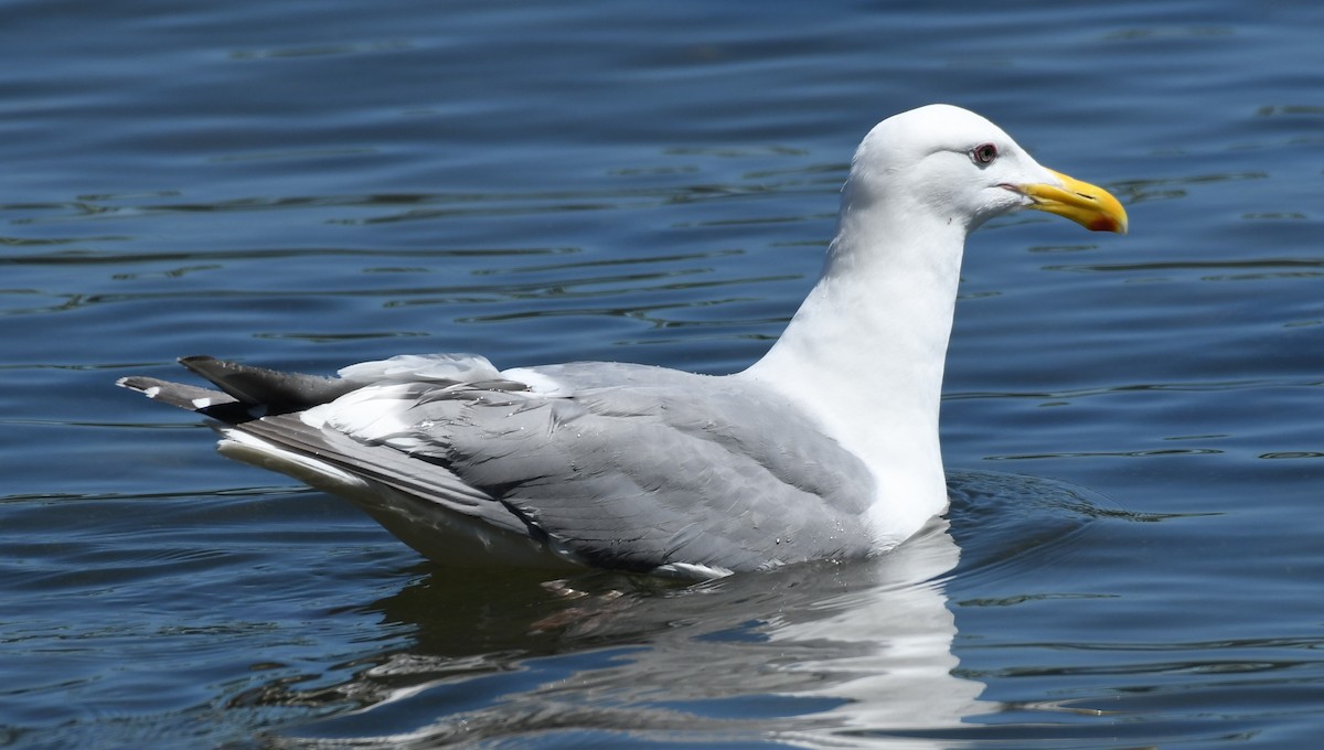 Western x Glaucous-winged Gull (hybrid) - ML621332125