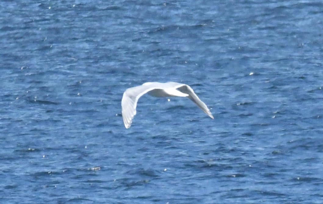 Glaucous-winged Gull - ML621332128