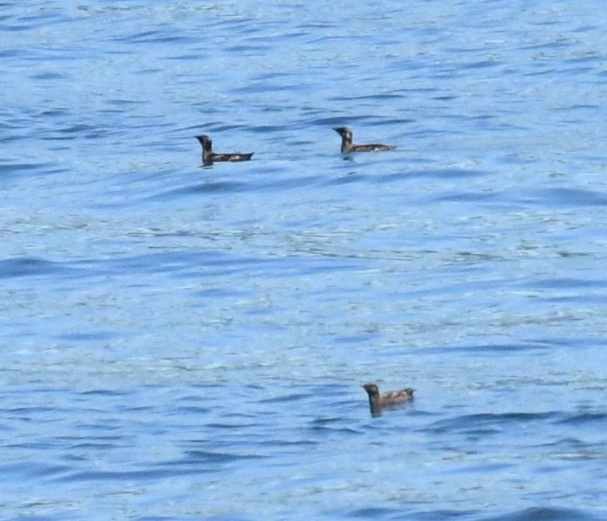 Marbled Murrelet - ML621332133